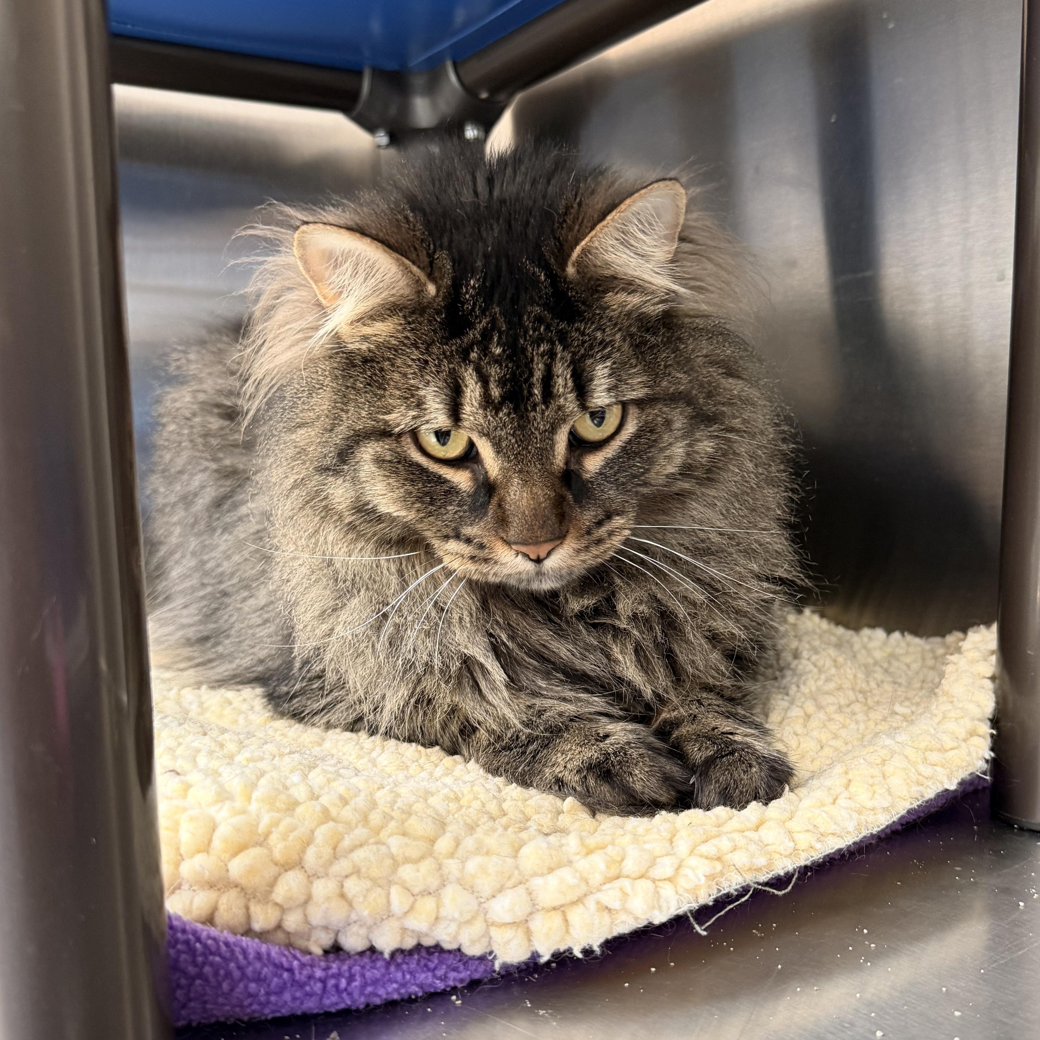 Houdini, ADOPTABLE, Adult Male Domestic Long Hair.