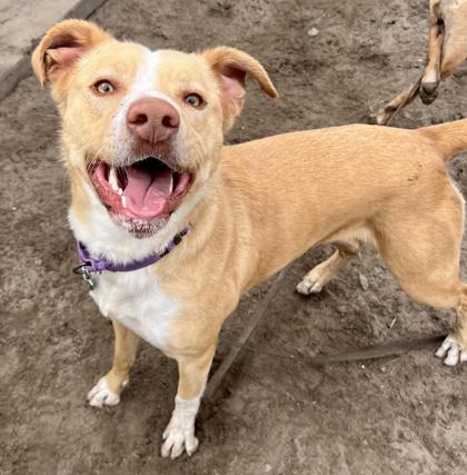 Lala, Adoptable, Adult Female Pit Bull Terrier & Labrador Retriever.