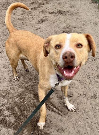 Enlarge Lala, a Adoptable mixed breed in Savannah, GA image 2/3