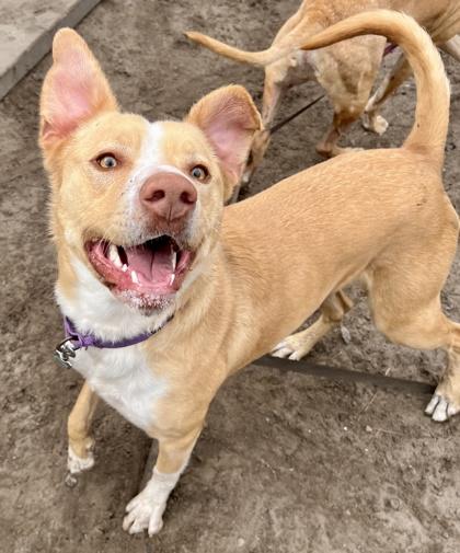 Enlarge Lala, a Adoptable mixed breed in Savannah, GA image 3/3