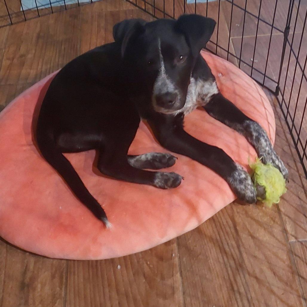 Bowie (Enzo), Adoptable, Puppy Male Mixed Breed.