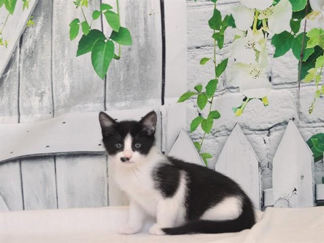HOWARD, Adoptable, Kitten Male Domestic Medium Hair.