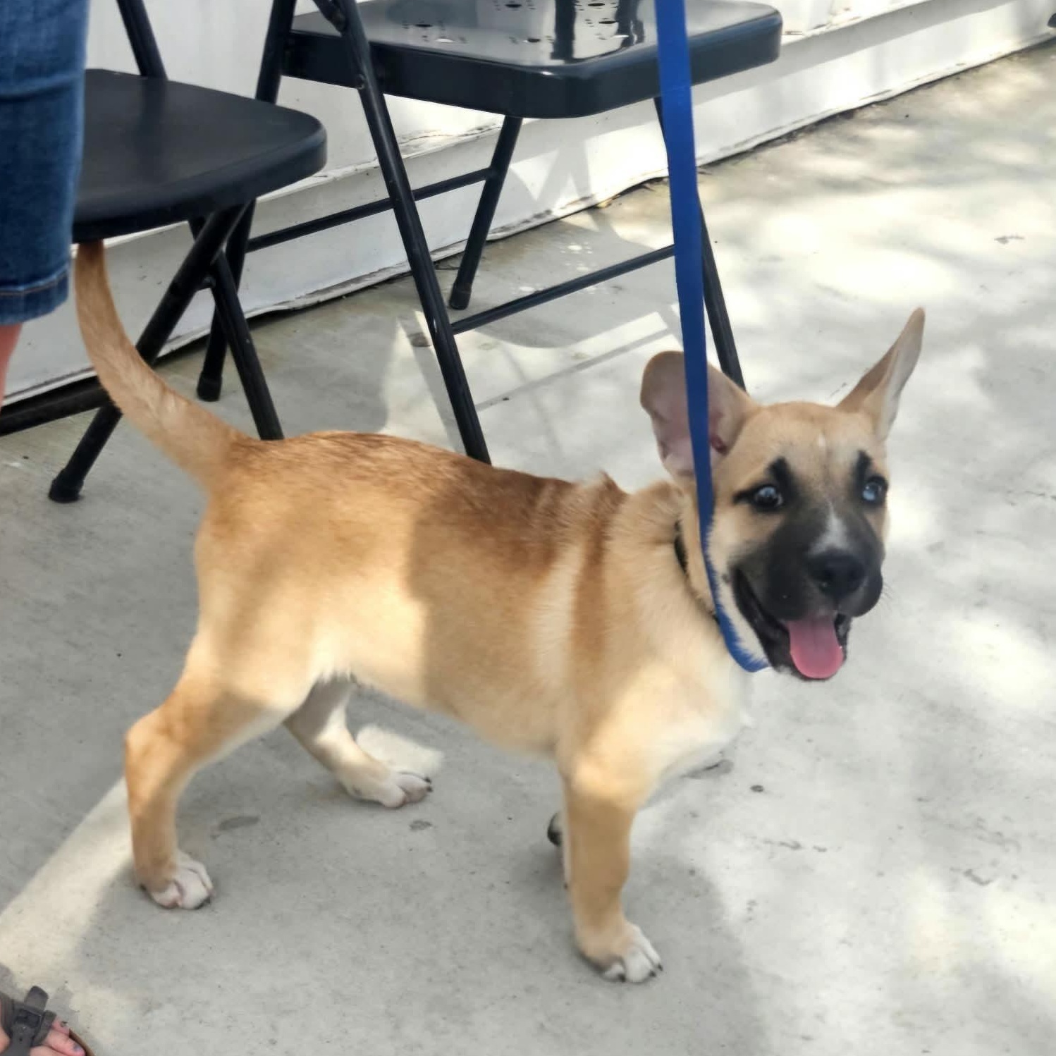 Charlie — thumbnail 4