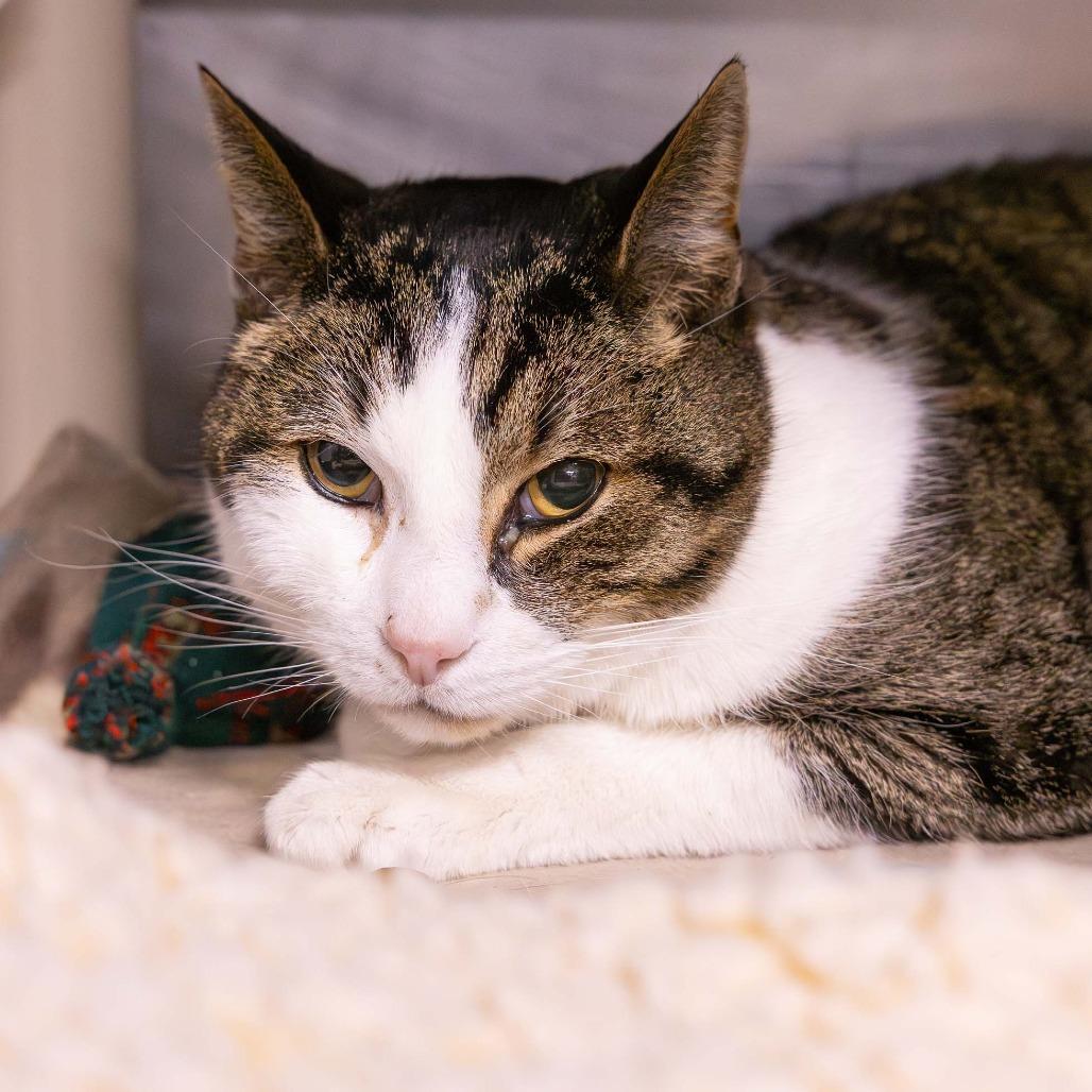 Bobbers, Adoptable, Senior Male Domestic Short Hair.