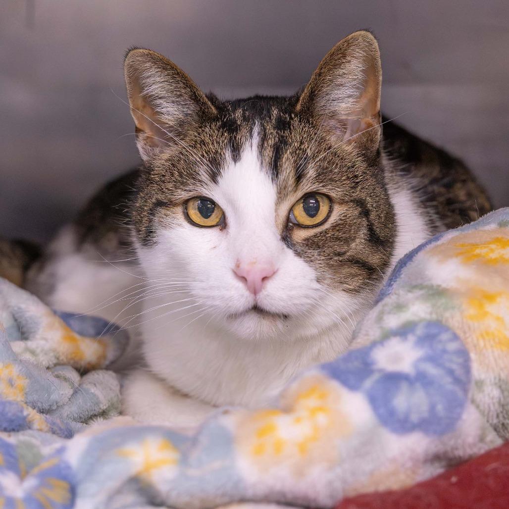 Enlarge Bobbers, a Adoptable Domestic Short Hair in Mentor, OH image 2/2