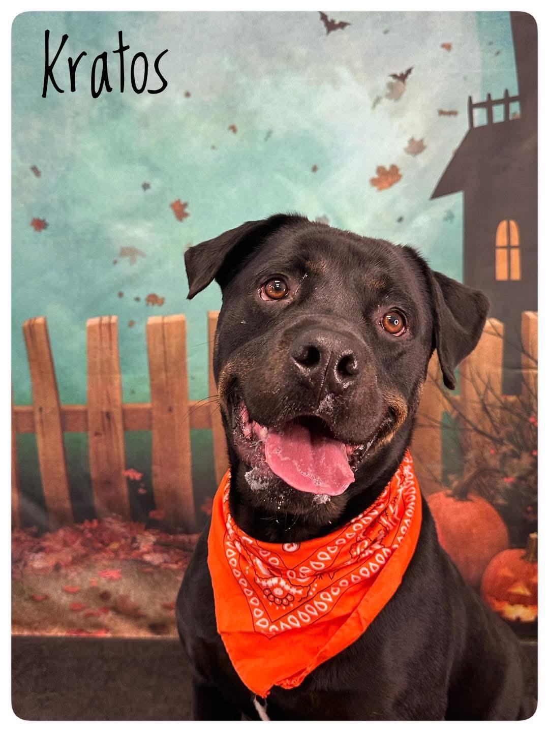 Kratos, an adoptable mixed breed in Flint, MI image 2/2