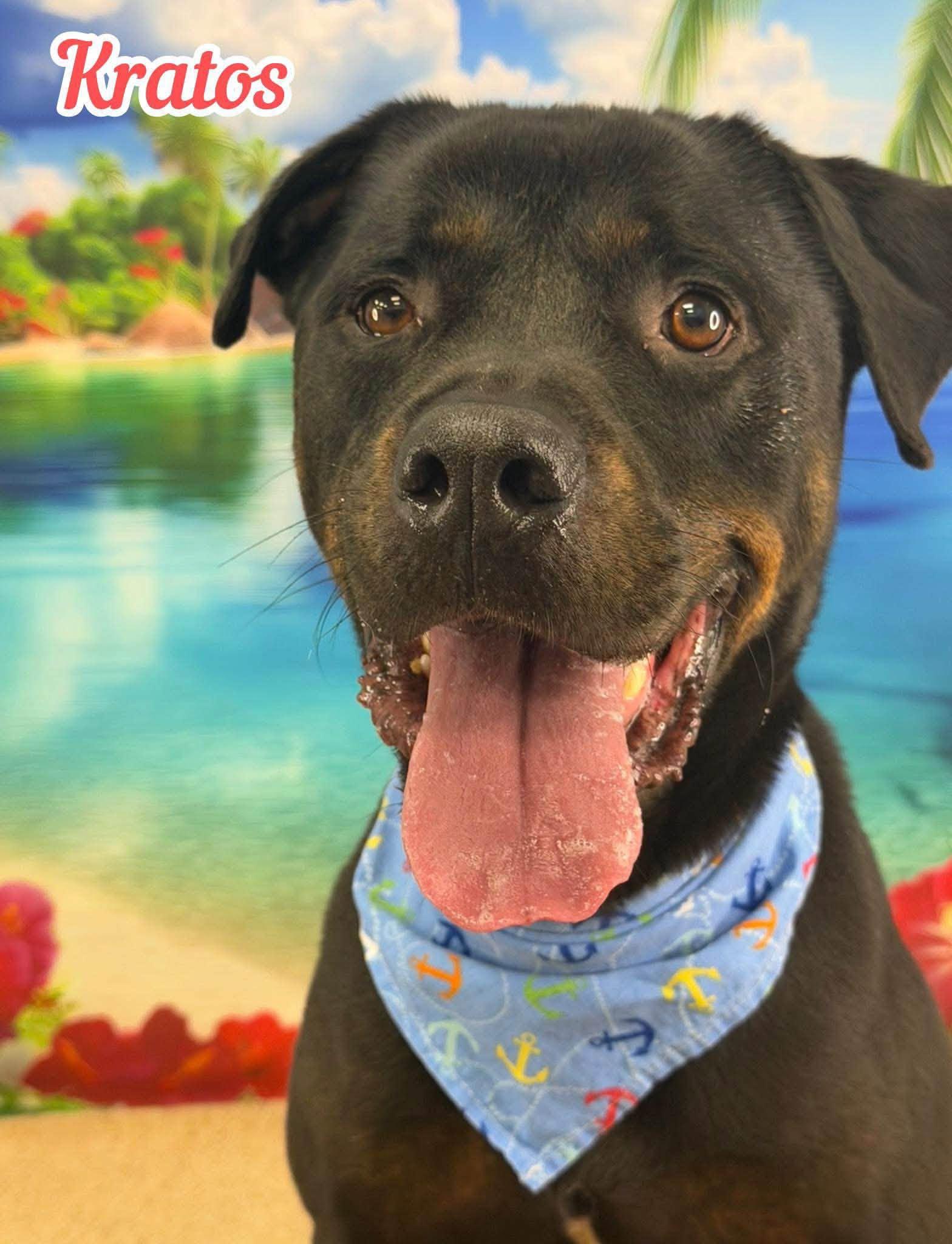 Kratos, adoptable, Adult Male Rottweiler.