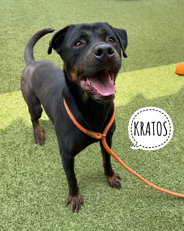 Enlarge Kratos, an adoptable mixed breed in Flint, MI image 1/3