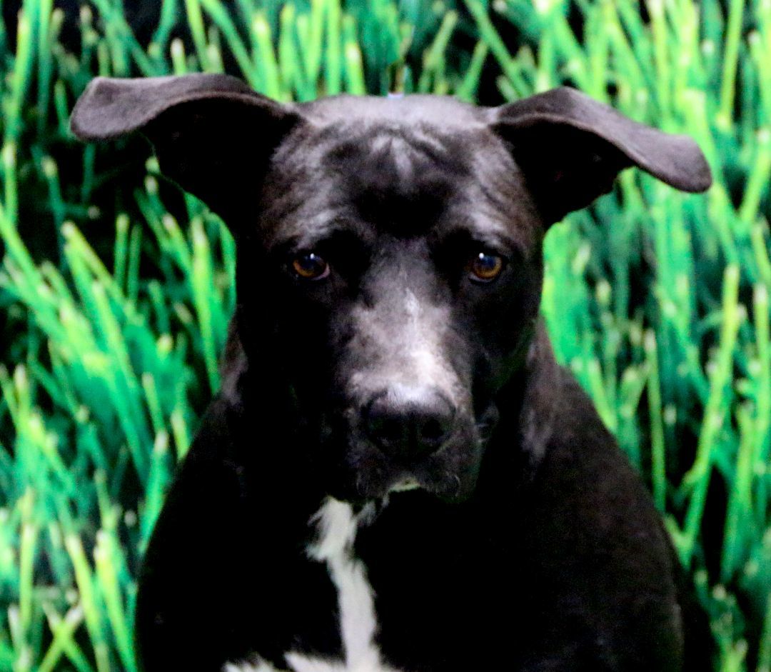 Mama Cass, Young Female Mixed Breed