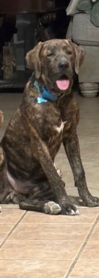 Enlarge Mushu, a Adopted mixed breed in Phoenix, AZ image 1/2