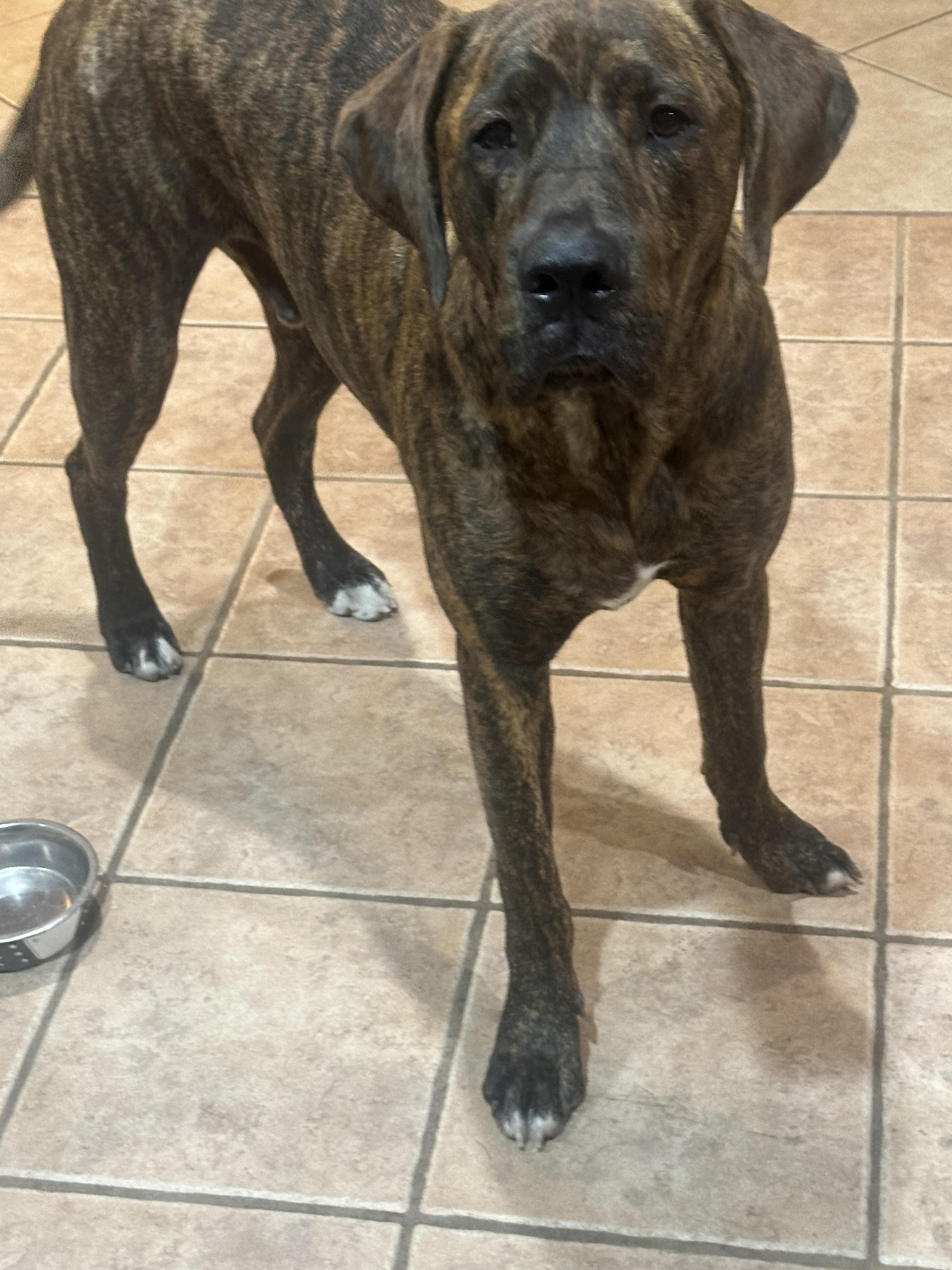 Enlarge Mushu, a Adopted mixed breed in Phoenix, AZ image 2/2