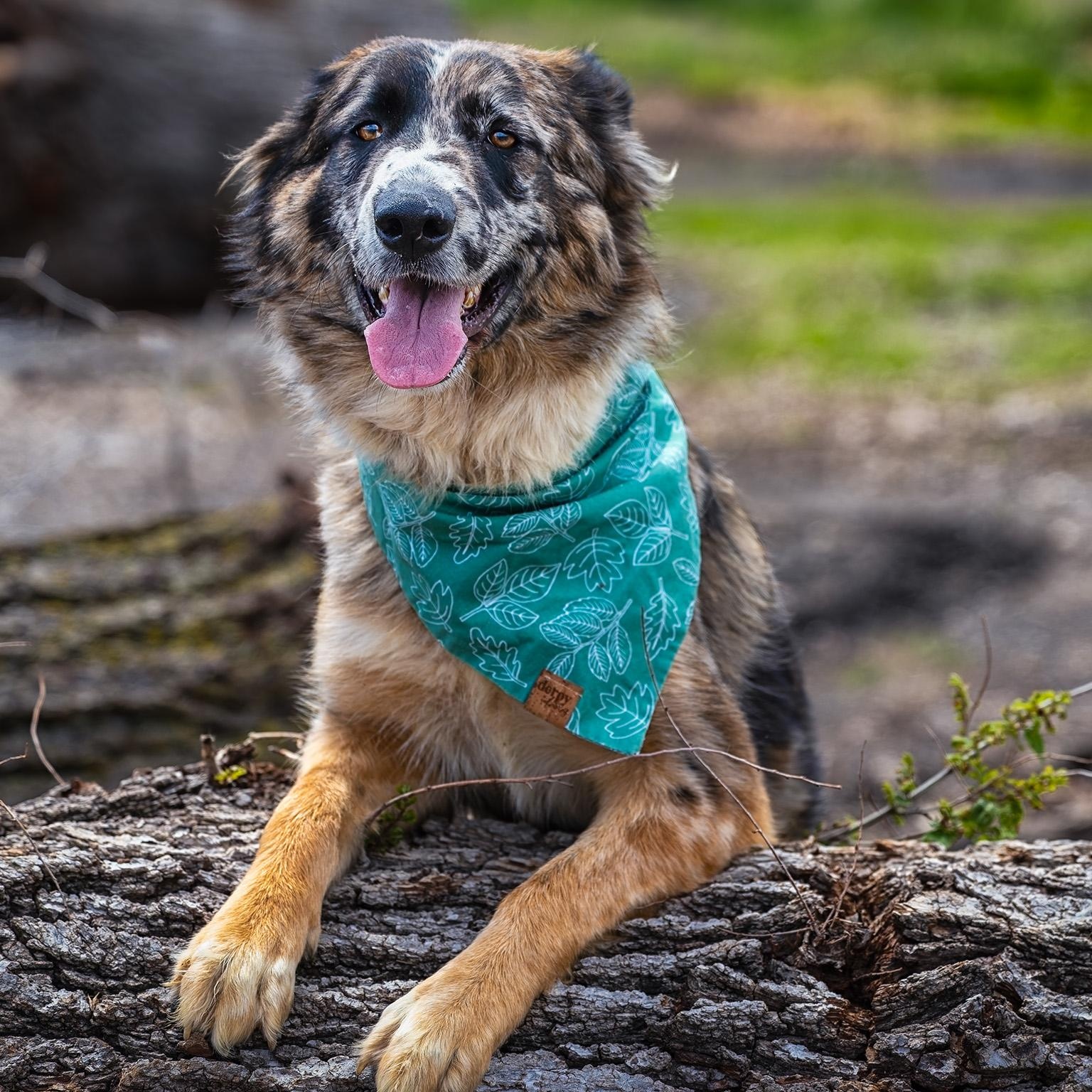 Enlarge Moo, a ADOPTABLE Australian Shepherd in Clarinda, IA image 3/5