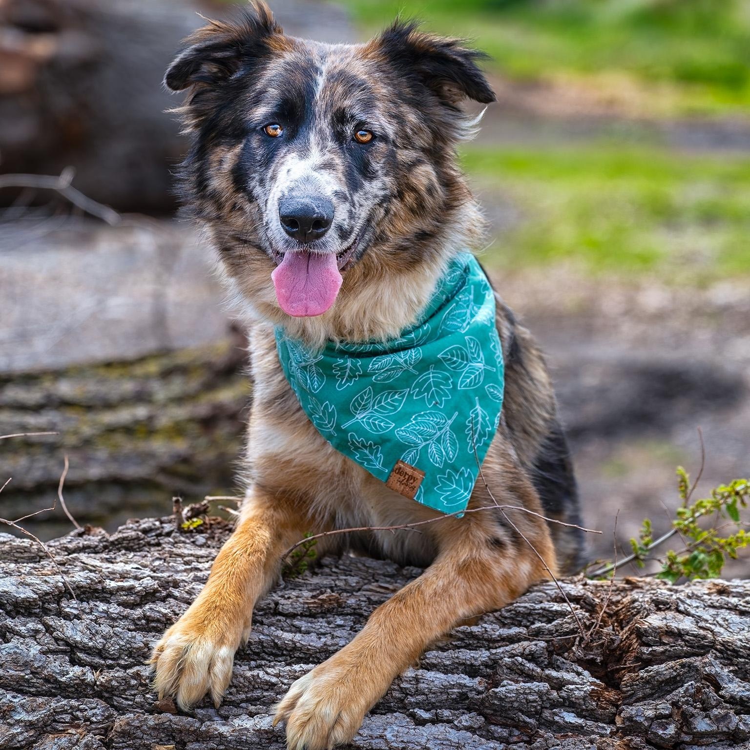 Moo, ADOPTABLE, Young Female Australian Shepherd.