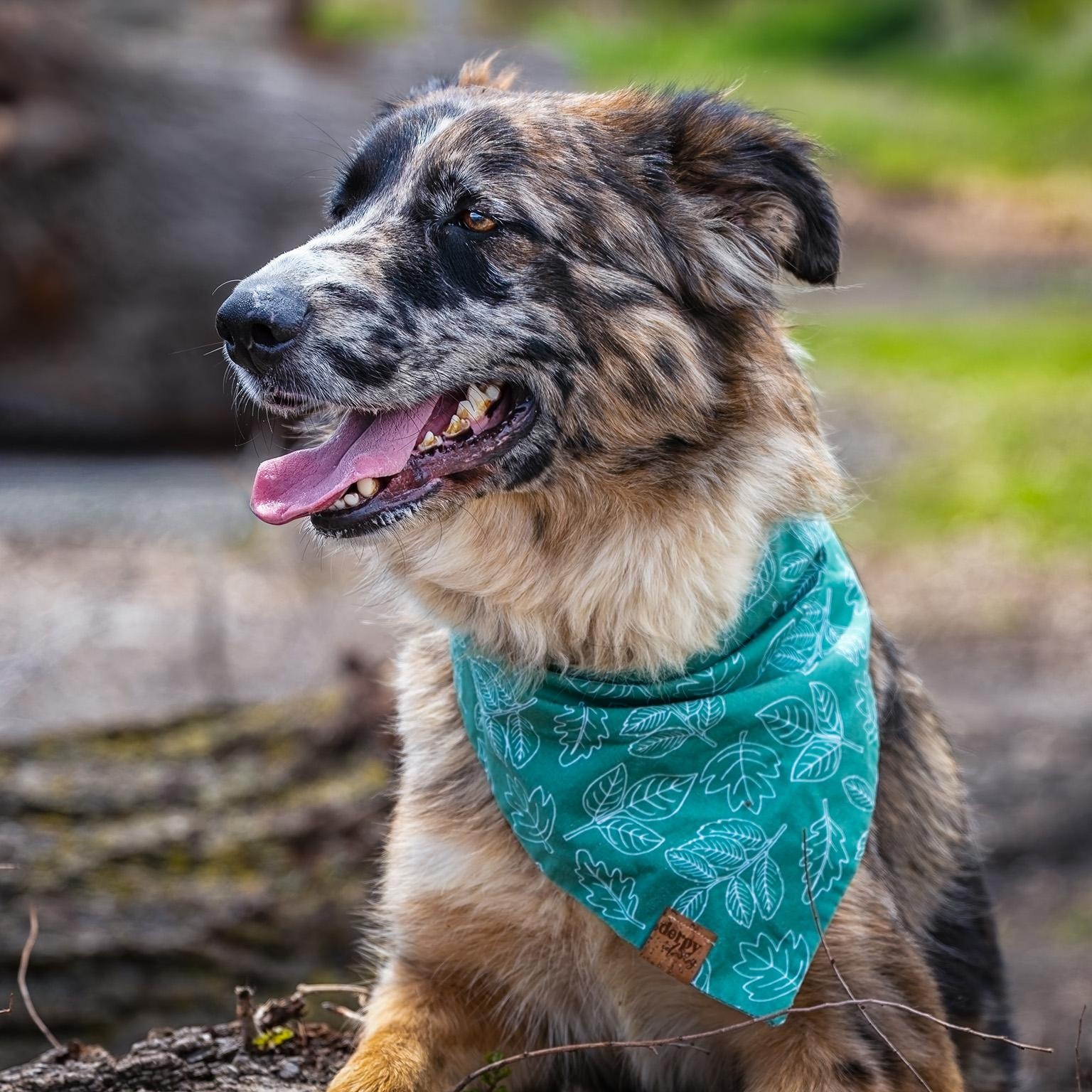Enlarge Moo, a ADOPTABLE Australian Shepherd in Clarinda, IA image 4/5
