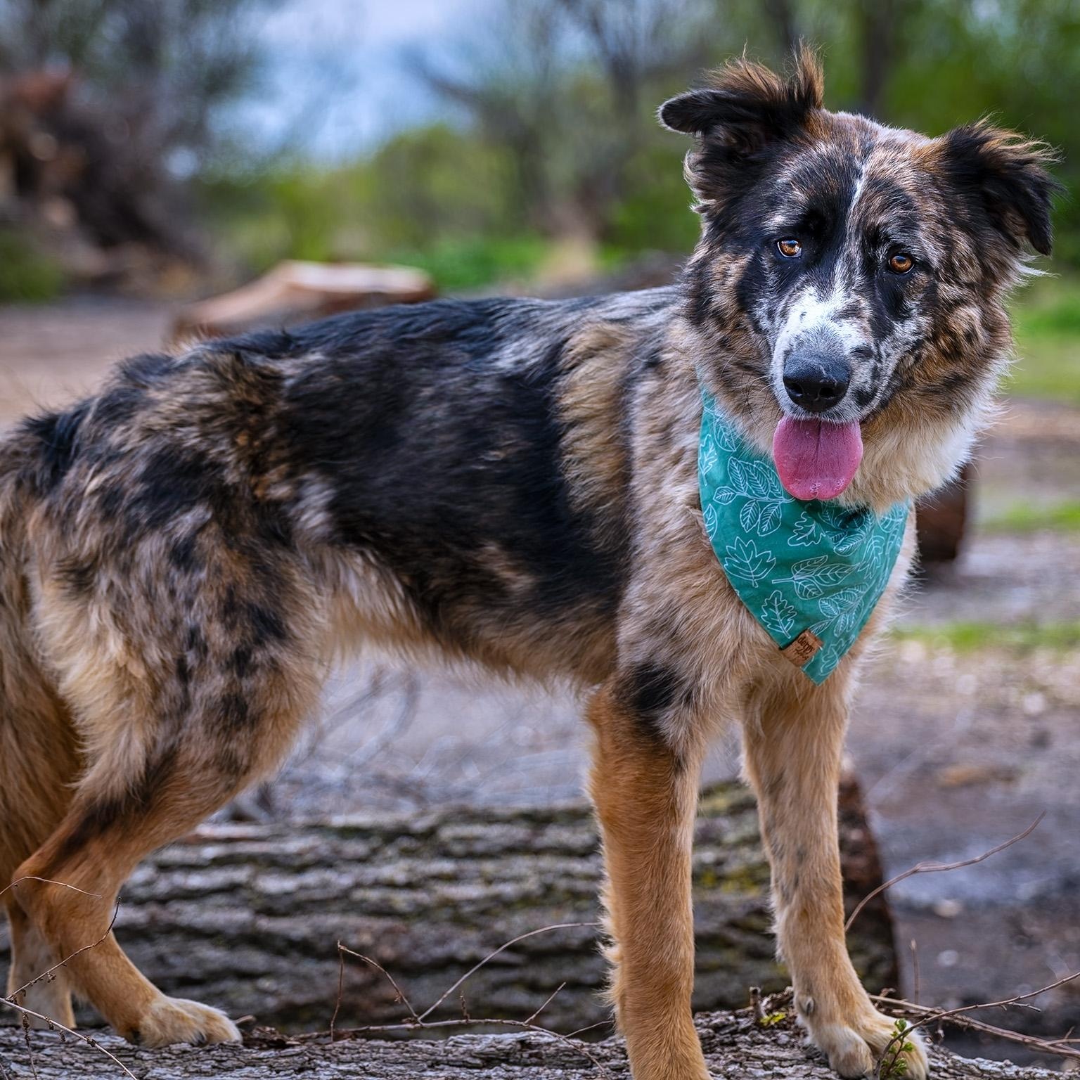 Enlarge Moo, a ADOPTABLE Australian Shepherd in Clarinda, IA image 2/5