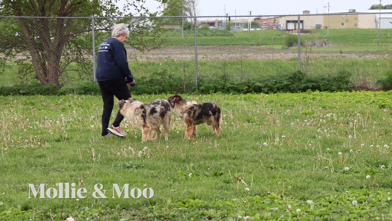 Enlarge Moo, a ADOPTABLE Australian Shepherd in Clarinda, IA video 5/5
