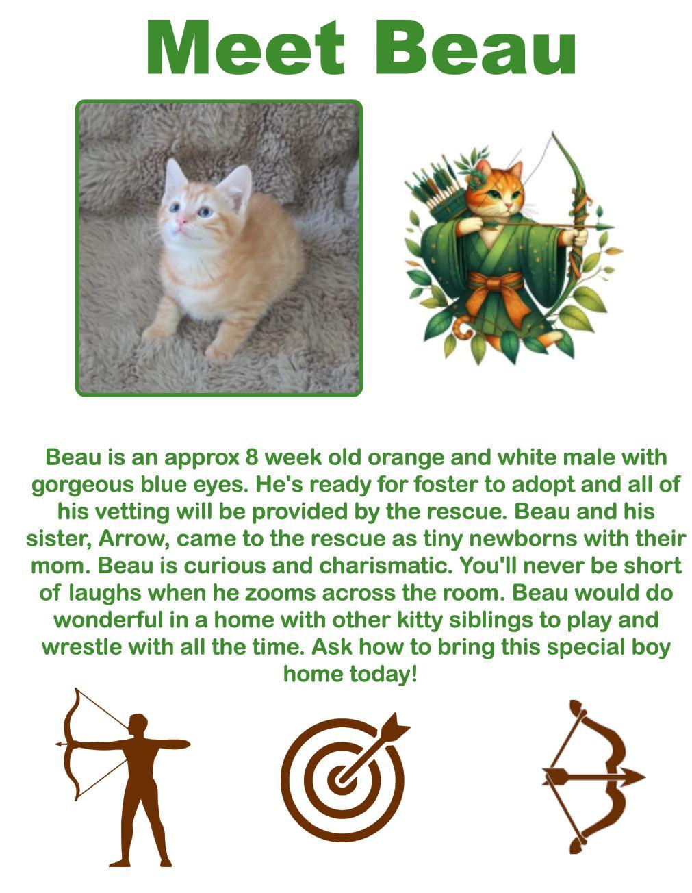 Beau, an adoptable Domestic Short Hair in Clovis, NM, 88101 | Photo Image 1
