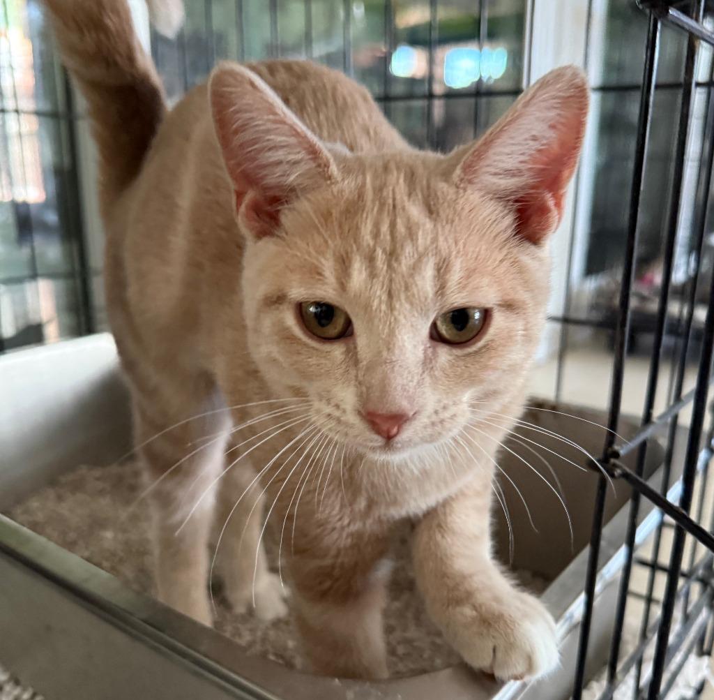 Enlarge Sesame, a Adopted mixed breed in Lemoore, CA image 1/1