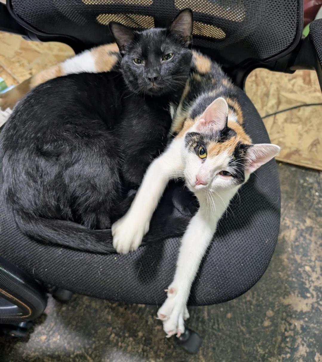 Buddy, Adoptable, Young Male American Shorthair.