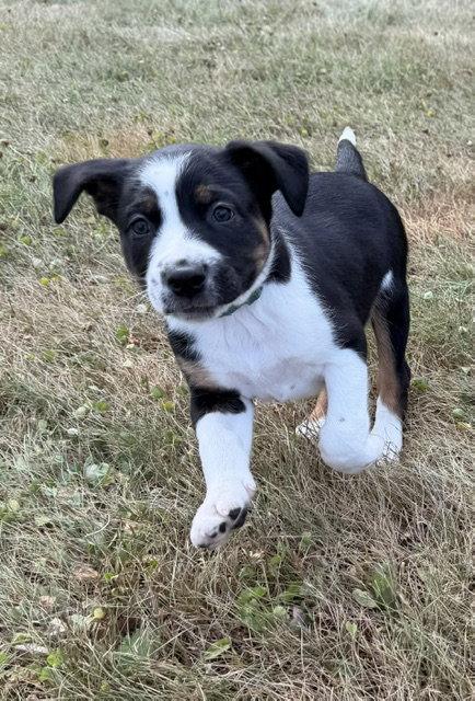 Astro, Adoptable, Puppy Male Labrador Retriever & Terrier.