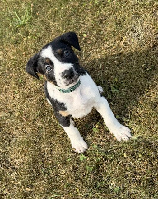 Enlarge Astro, a Adoptable mixed breed in Duluth, MN image 2/3