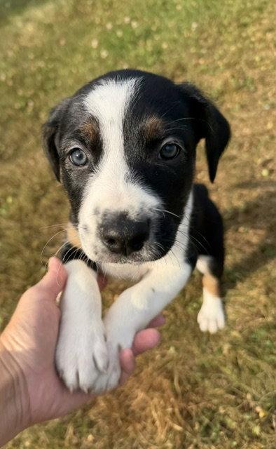 Enlarge Astro, a Adoptable mixed breed in Duluth, MN image 3/3