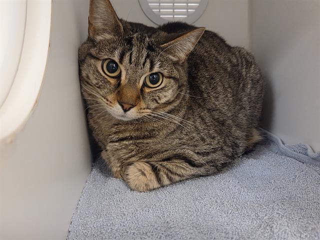 Enlarge NIX, a Adoptable Domestic Short Hair in Kent, WA image 1/1