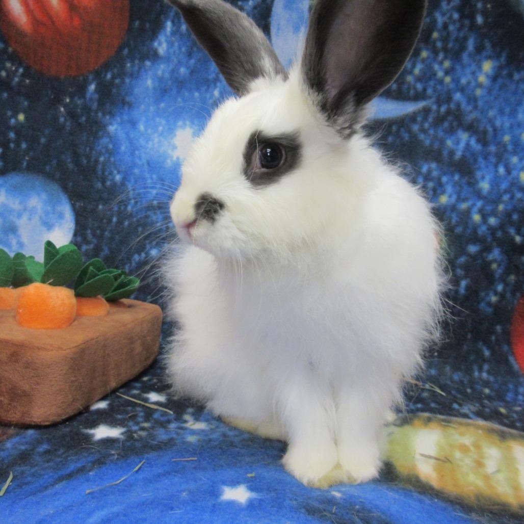 Enlarge Alpine, a Adoptable English Spot in Newport, PA image 1/5