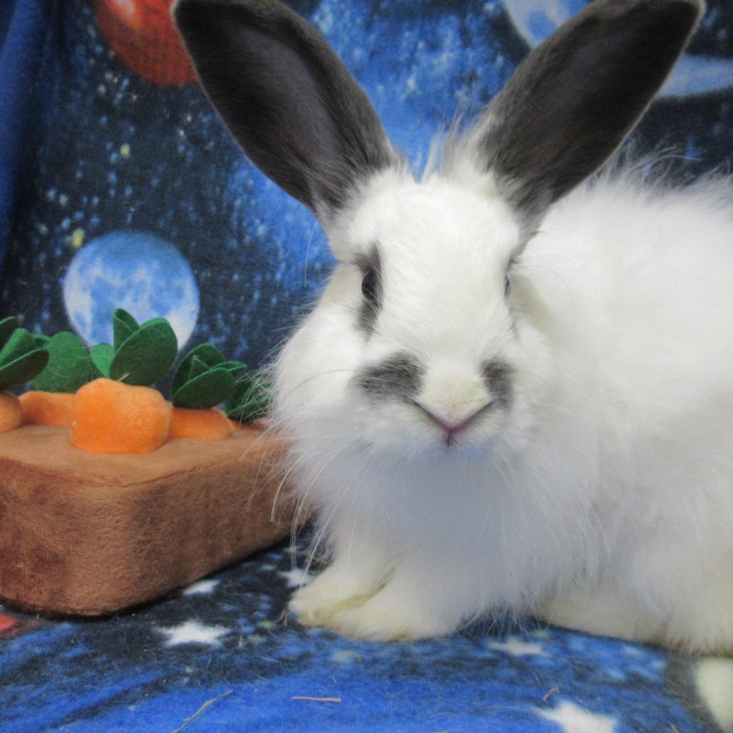 Enlarge Alpine, a Adoptable English Spot in Newport, PA image 2/5