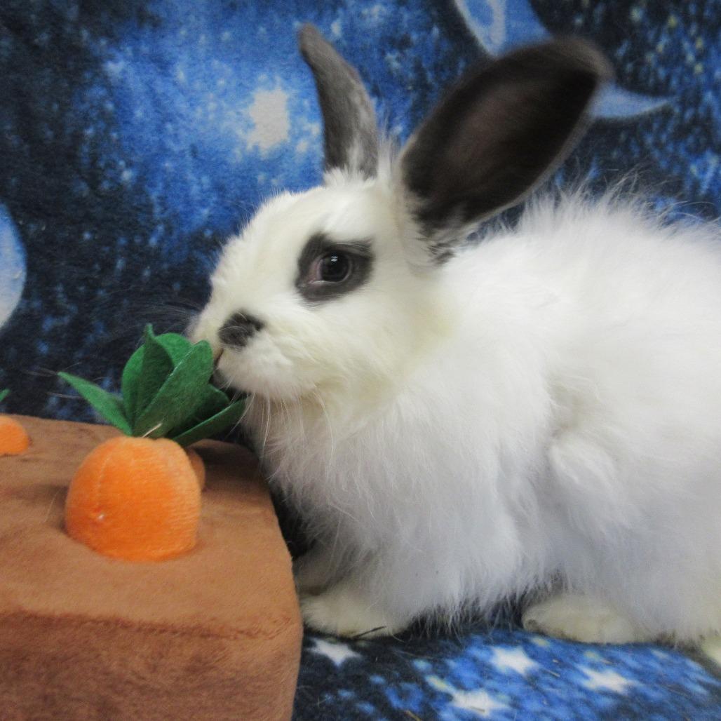 Enlarge Alpine, a Adoptable English Spot in Newport, PA image 3/5