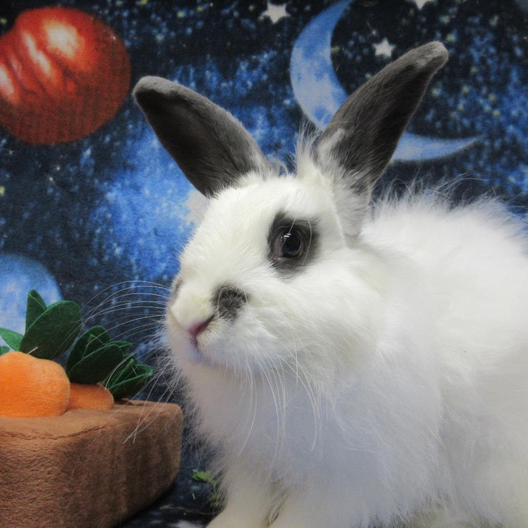 Enlarge Alpine, a Adoptable English Spot in Newport, PA image 4/5