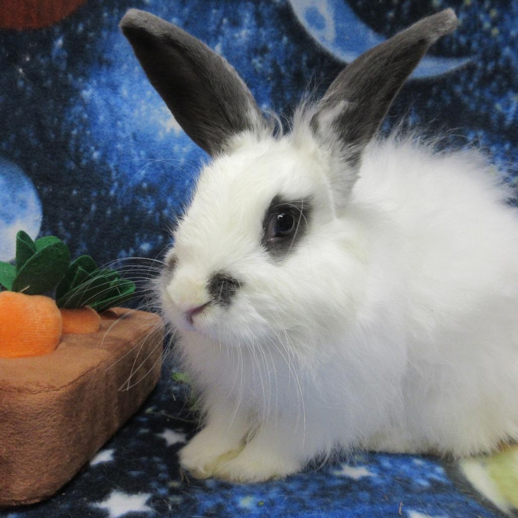 Enlarge Alpine, a Adoptable English Spot in Newport, PA image 5/5