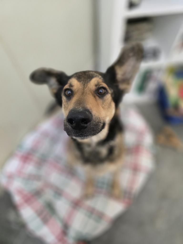 Enlarge Jude, a Adoptable mixed breed in Neosho, MO image 1/6