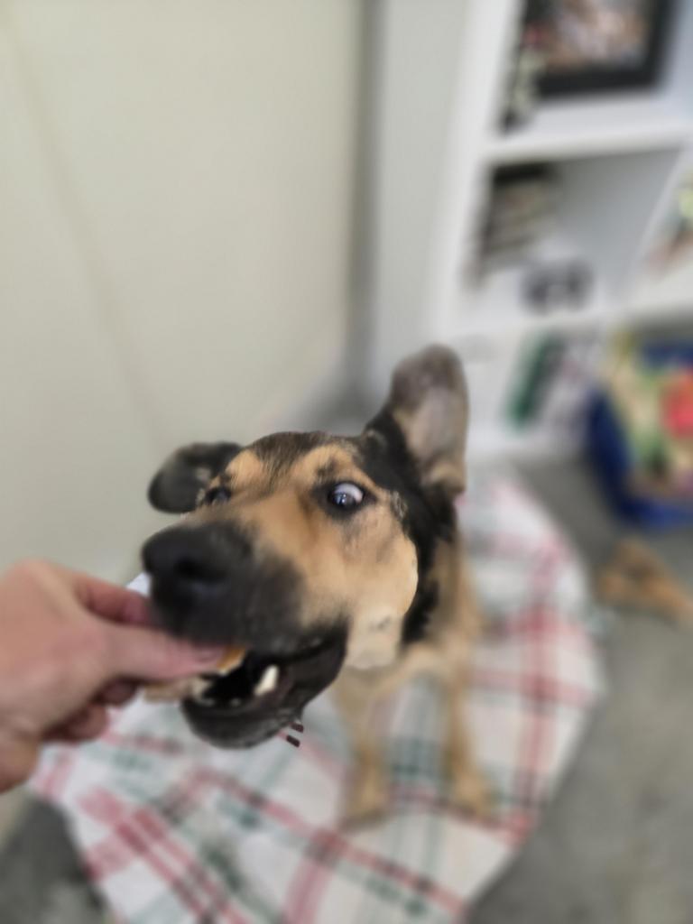 Enlarge Jude, a Adoptable mixed breed in Neosho, MO image 4/6