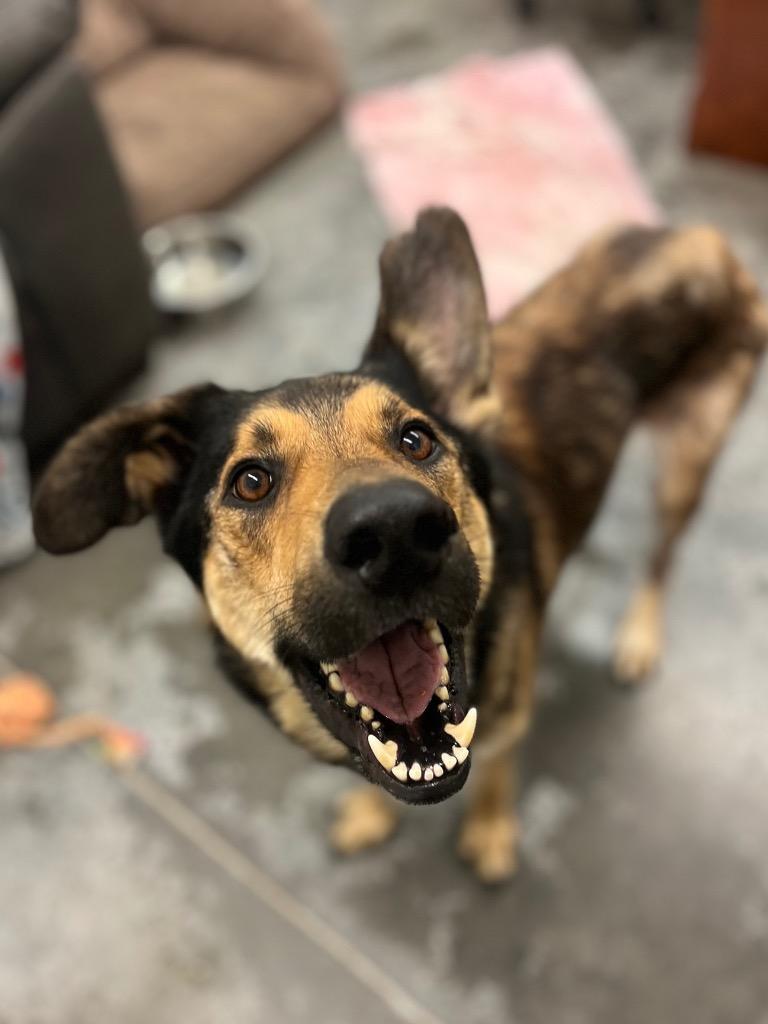 Enlarge Jude, a Adoptable mixed breed in Neosho, MO image 3/6