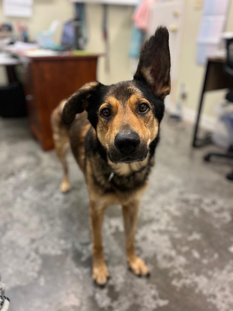 Enlarge Jude, a Adoptable mixed breed in Neosho, MO image 5/6