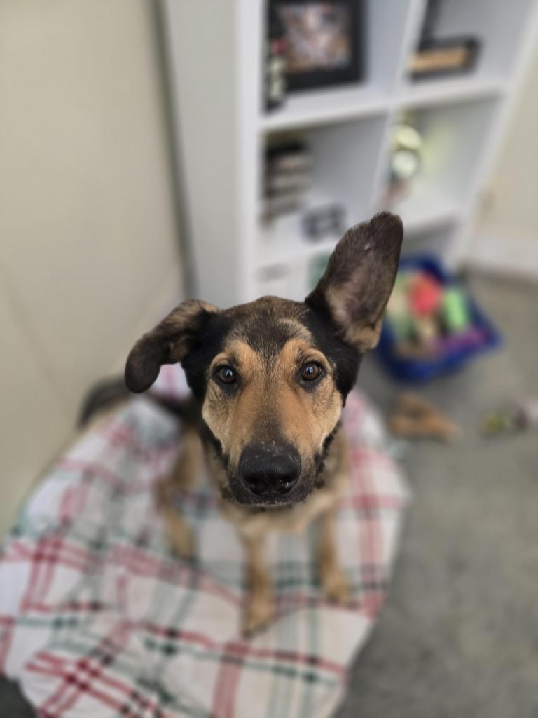 Enlarge Jude, a Adoptable mixed breed in Neosho, MO image 5/6