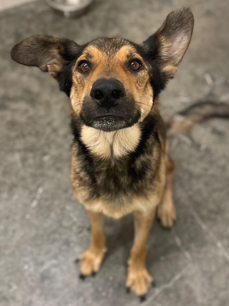 Enlarge Jude, a Adoptable mixed breed in Neosho, MO image 6/6