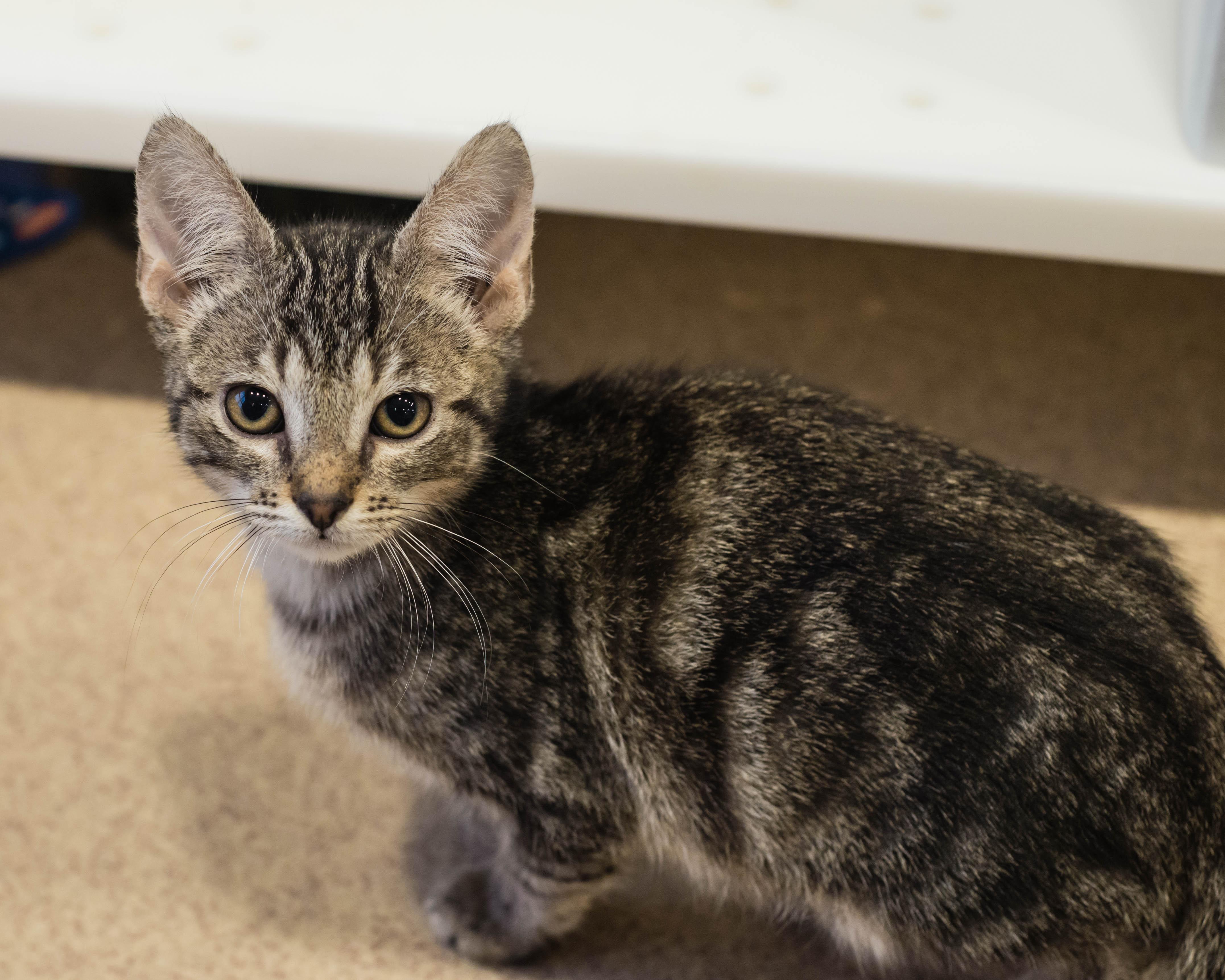 Enlarge East, an adopted Domestic Short Hair in Mont Belvieu, TX image 1/1