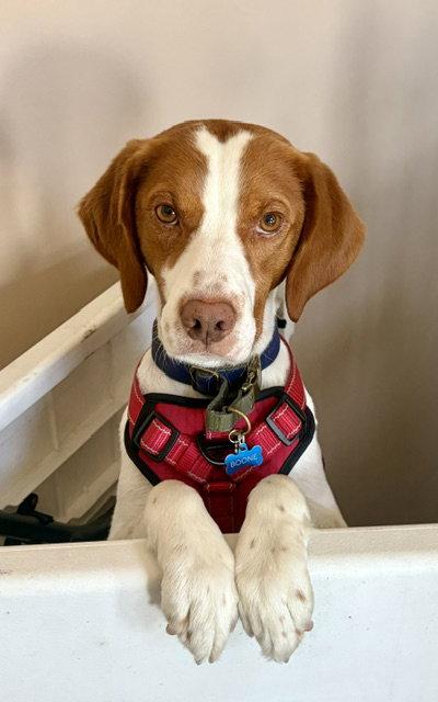 UT/Boone, Adoptable, Young Male Brittany Spaniel.