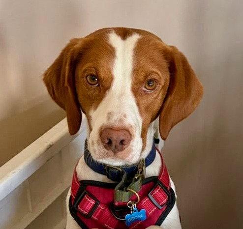 UT/Boone, a Adoptable Brittany Spaniel in Baldwinsville, NY image 2/3
