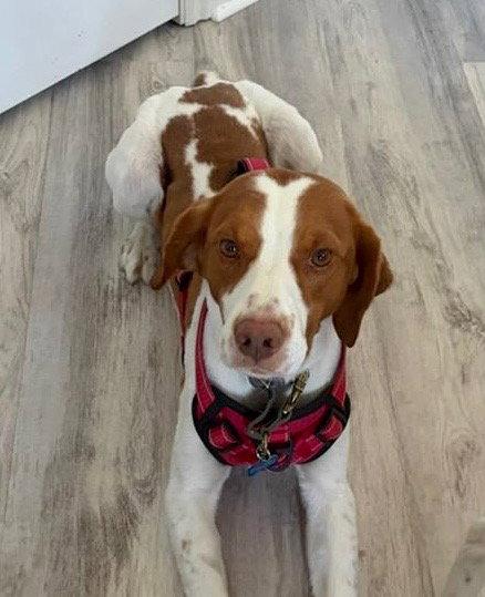 UT/Boone, a Adoptable Brittany Spaniel in Baldwinsville, NY image 3/3