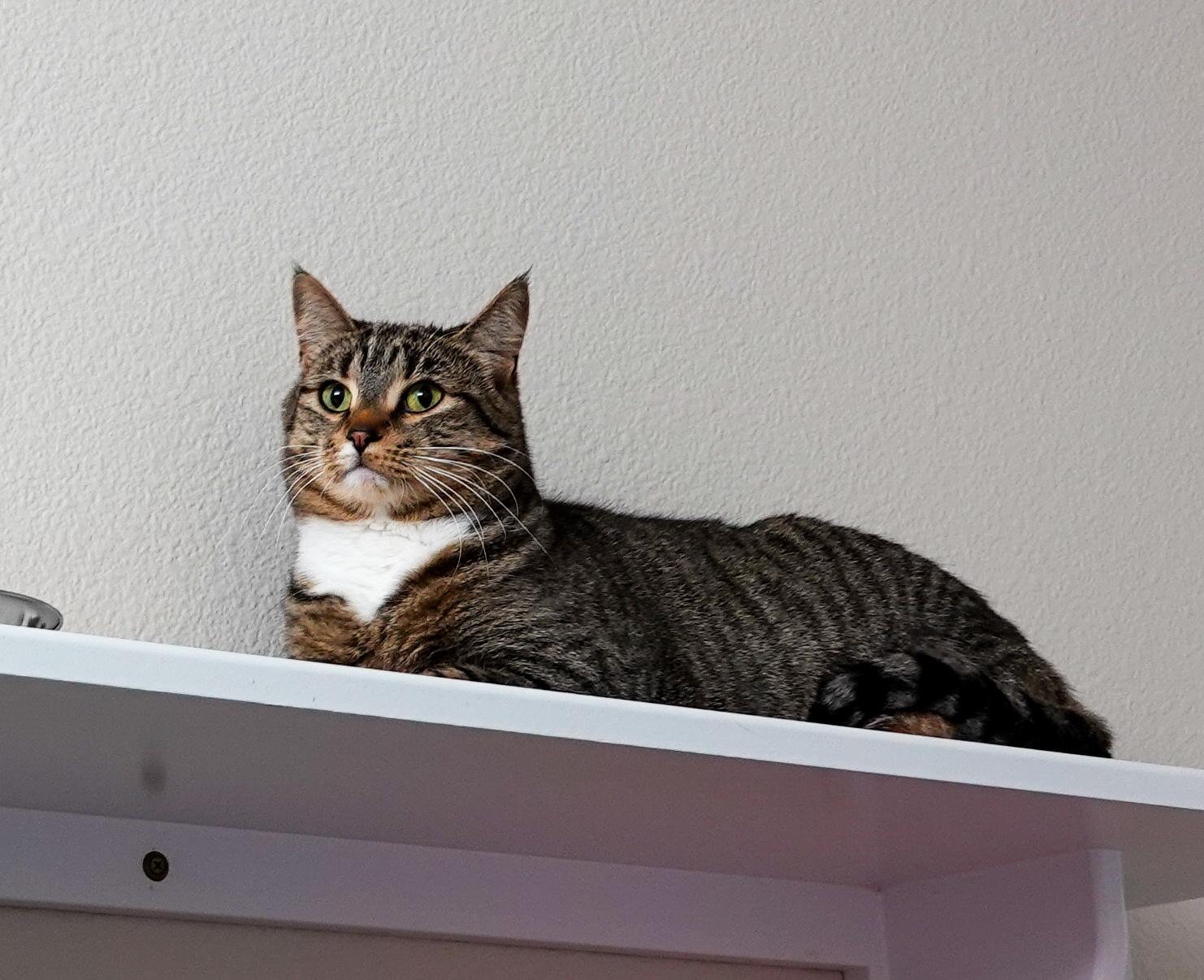 Mochi, a ADOPTABLE Domestic Short Hair in Boise, ID image 2/2