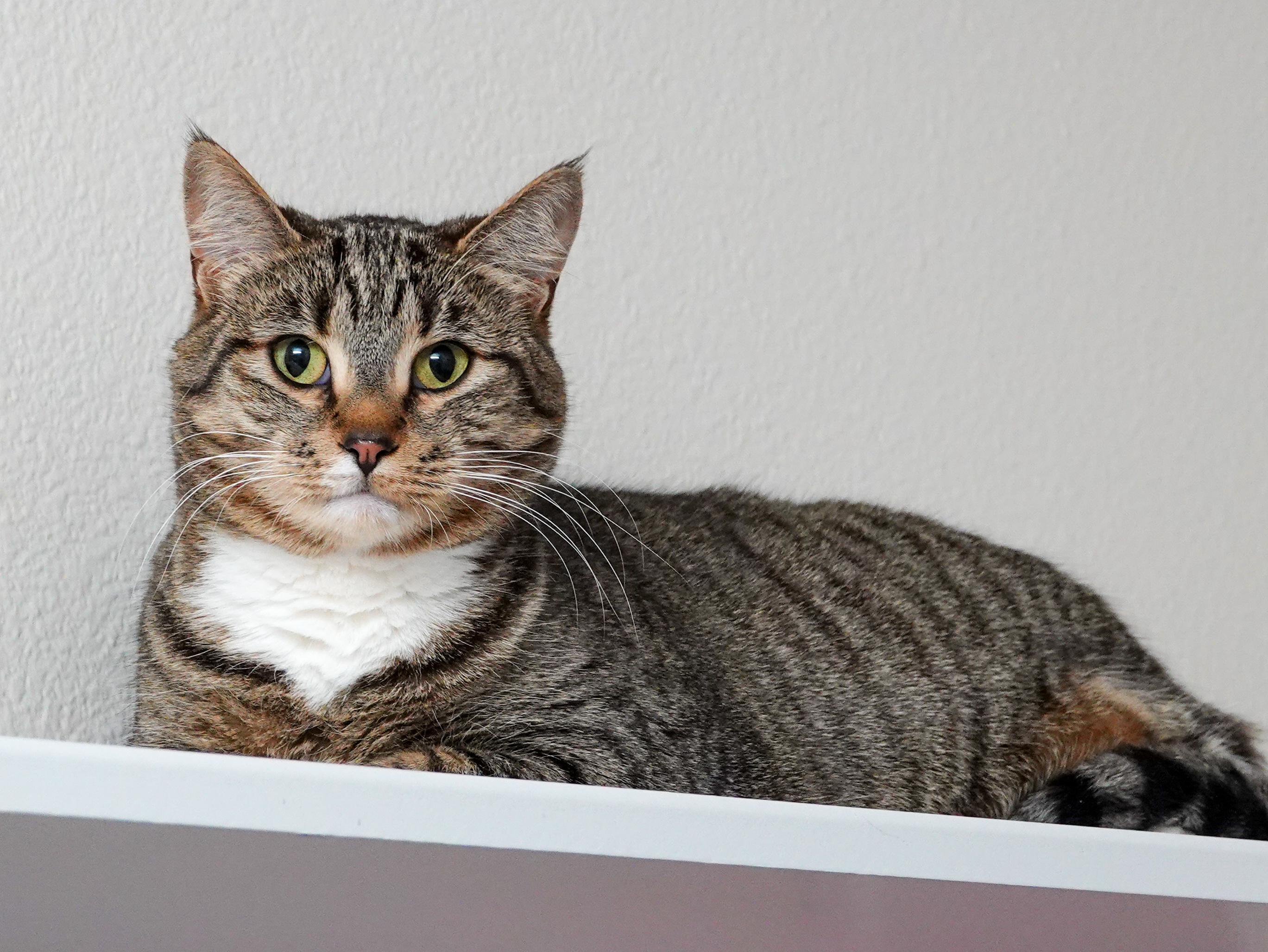 Mochi, a ADOPTABLE Domestic Short Hair in Boise, ID image 1/2