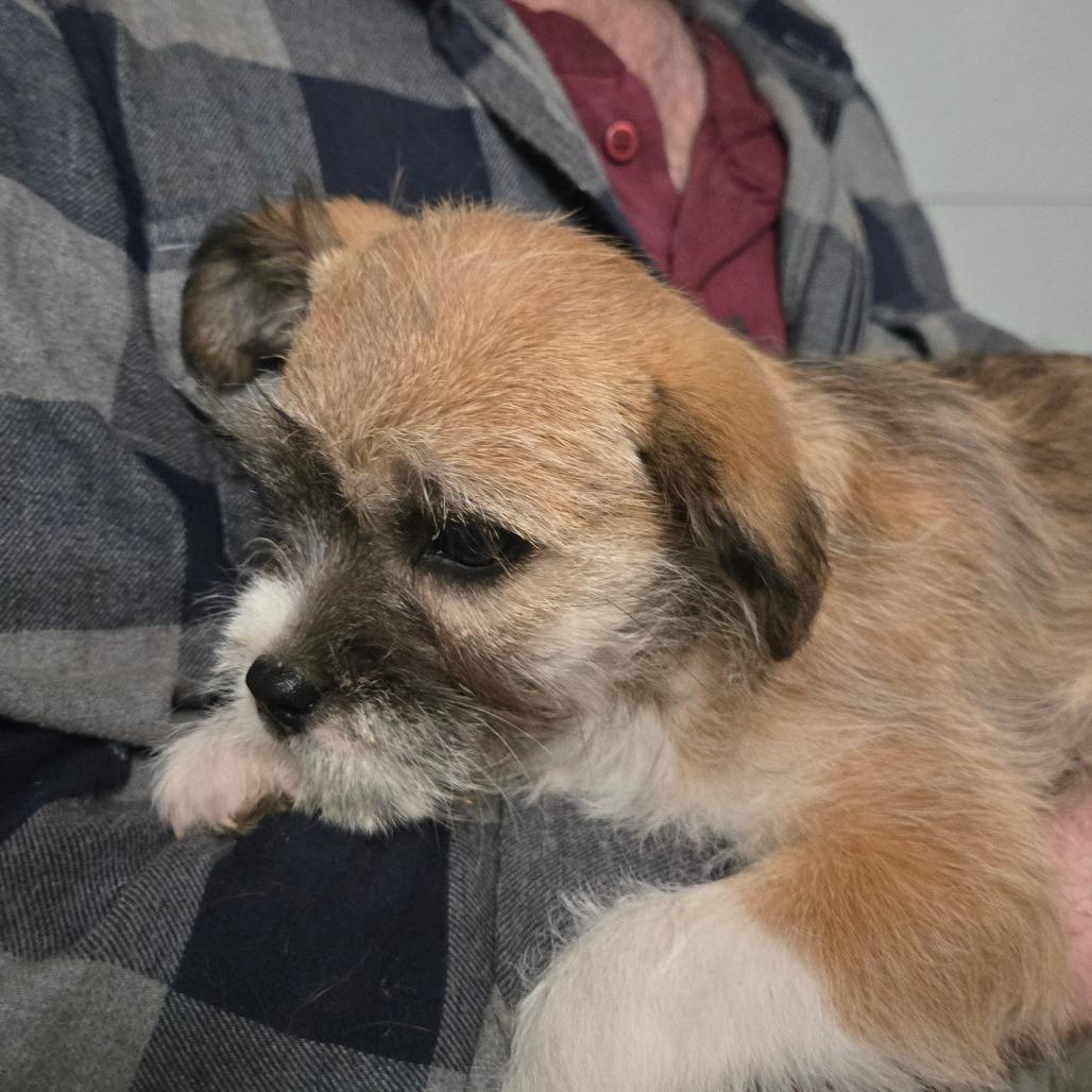 Enlarge Terry, a Adoptable mixed breed in Southington, OH image 1/3