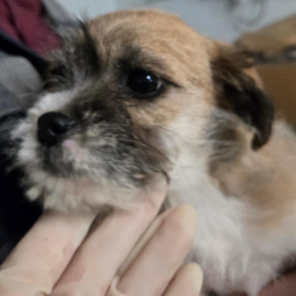 Enlarge Terry, a Adoptable mixed breed in Southington, OH image 2/3