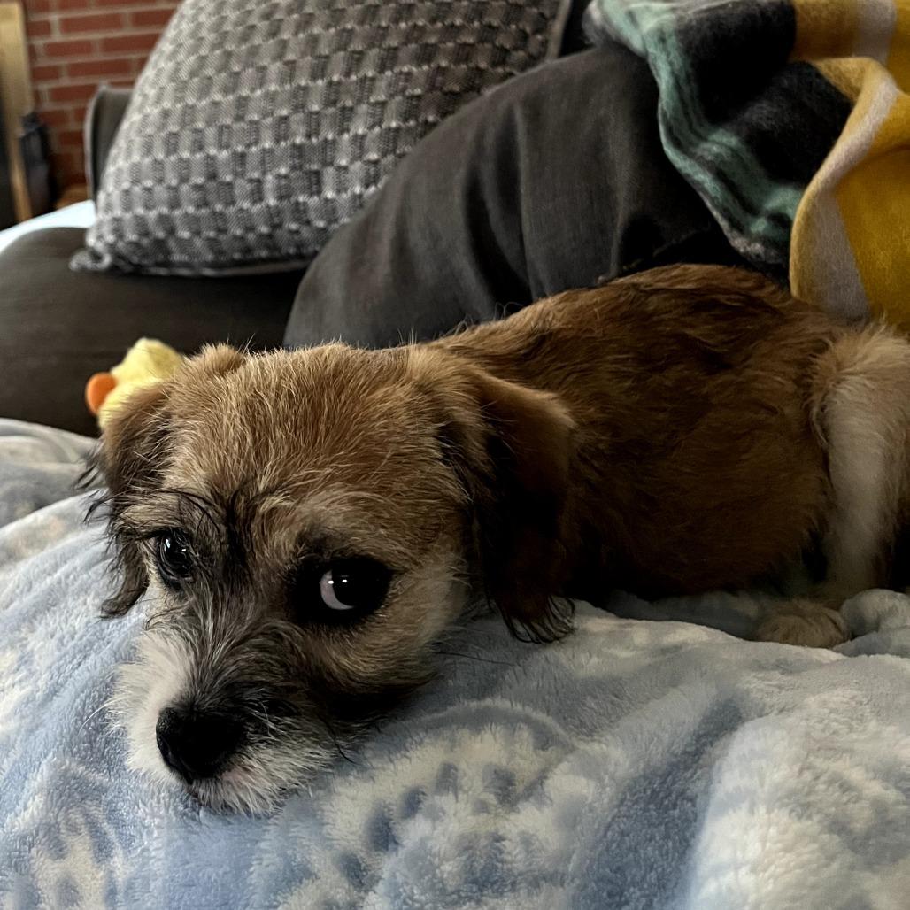 Terry, a Adoptable mixed breed in Southington, OH image 3/4