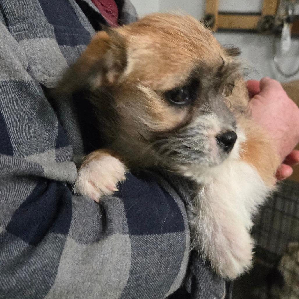 Enlarge Terry, a Adoptable mixed breed in Southington, OH image 3/3