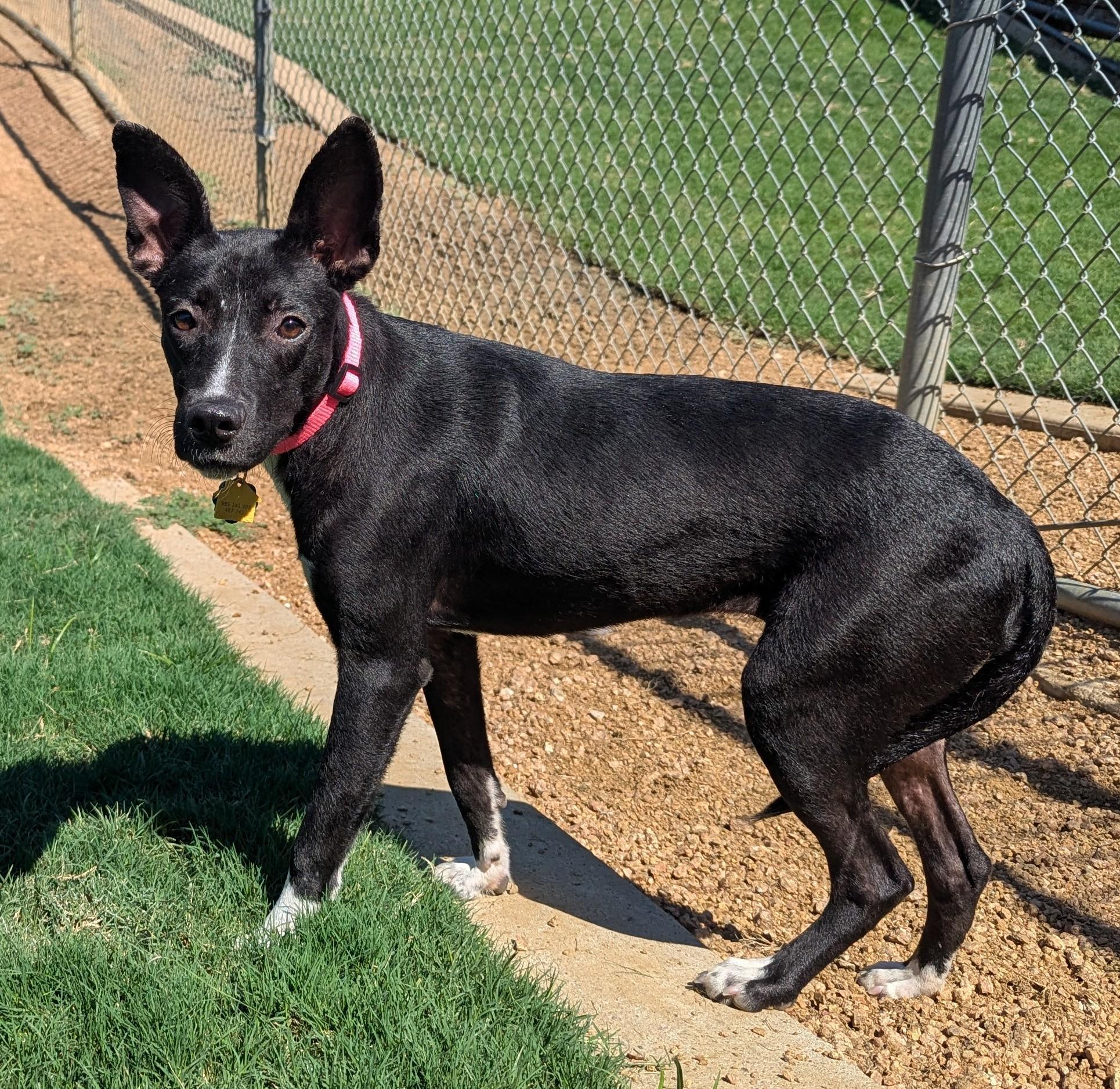 Enlarge Ellie Mae* A212715, a Adoptable mixed breed in Plano, TX image 3/6