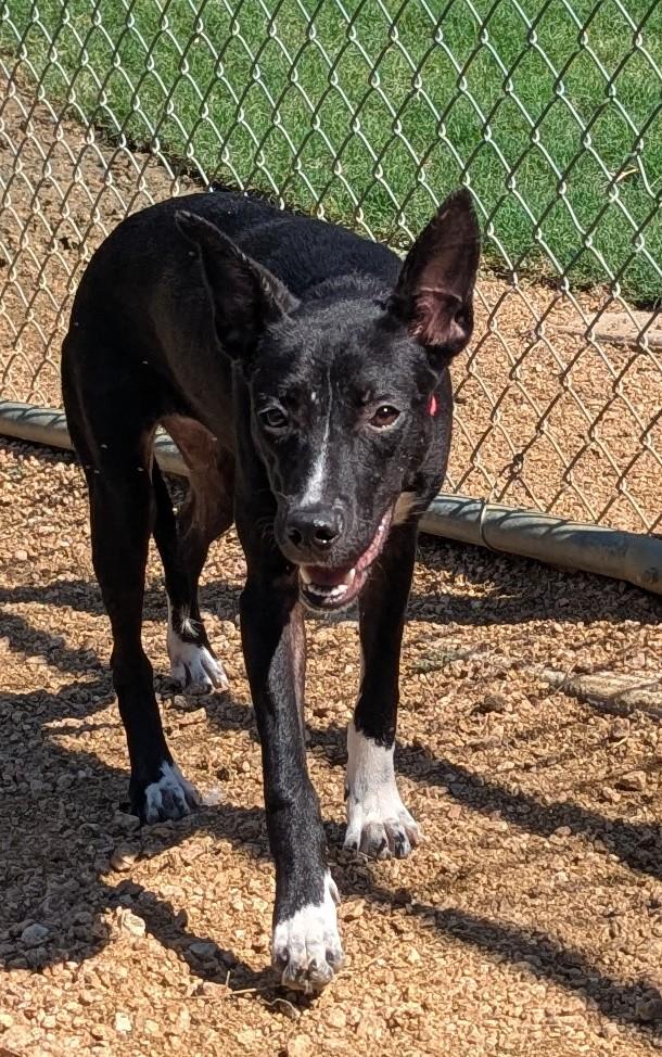 Ellie Mae* A212715